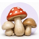 Mashrooms